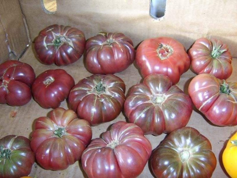Purple Calabash paradicsom - Paradicsom különlegességek az Egzotikus Növények Stúdiója kínálatából